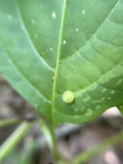 Dasineura collinsoniae