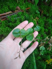 Neottia smallii