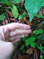 Neottia smallii