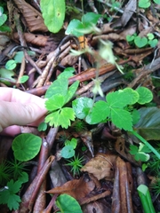 Neottia smallii