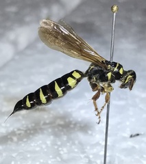 Myzinum quinquecinctum