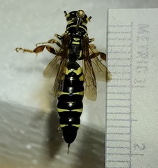Myzinum quinquecinctum