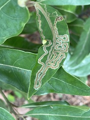 Phyllocnistis hyperpersea