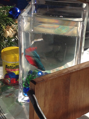 Betta splendens