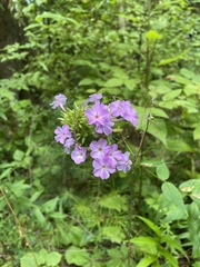 Phlox carolina