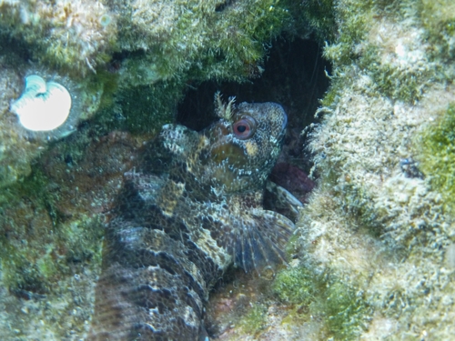 Damselfish