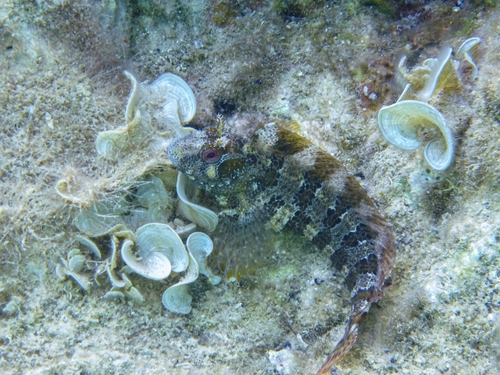 Tompot blenny (Parablennius gattorugine) — Blenniidae — 4