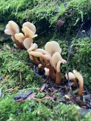 Spathulariopsis velutipes