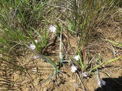 Calochortus uniflorus