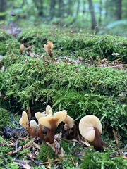 Spathulariopsis velutipes