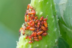 Oncopeltus fasciatus