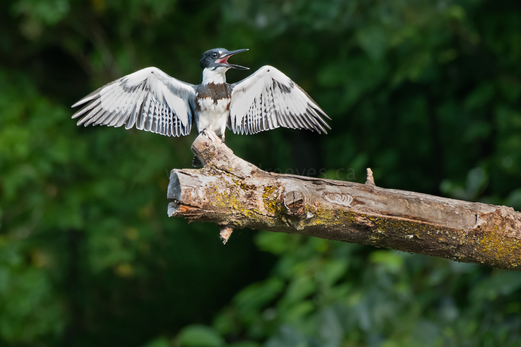 Belted Kingfisher (Crum Woods Biodiversity Guide) · iNaturalist