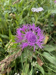 Centaurea nervosa