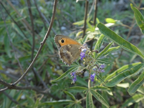 Očkáň lipnicový (Pyronia tithonus)