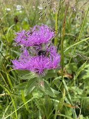 Centaurea nervosa