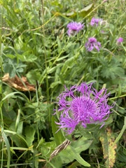 Centaurea nervosa