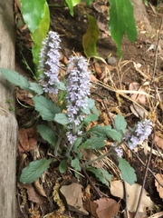 Ajuga nipponensis
