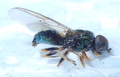Microchrysa flavicornis