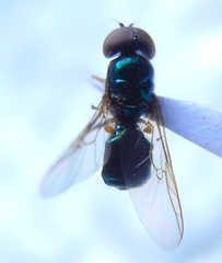 Microchrysa flavicornis