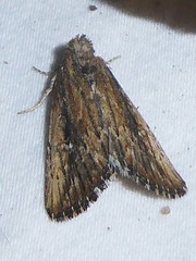 Condica discistriga