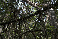 Onychorhynchus coronatus