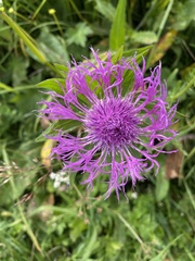 Centaurea nervosa