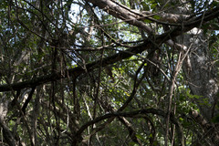 Onychorhynchus coronatus