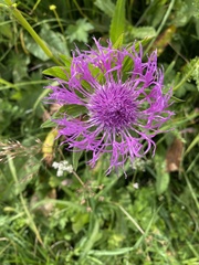 Centaurea nervosa