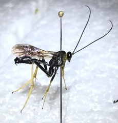 Exetastes suaveolens