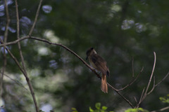 Onychorhynchus coronatus