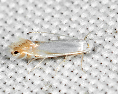 Phyllonorycter quercialbella