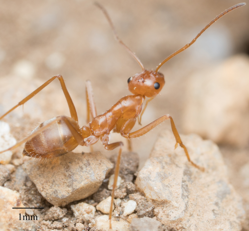 Wheeler’s Honeypot Ant