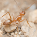 Wheeler’s Honeypot Ant - Photo no rights reserved, uploaded by Jesse Rorabaugh