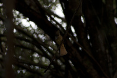 Onychorhynchus coronatus