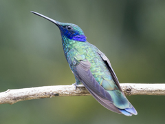 Colibri coruscans