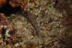 Gobius fallax