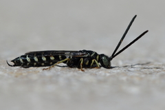 Meria tripunctata