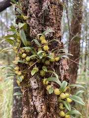 Bulbophyllum newportii