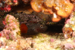 Gobius fallax