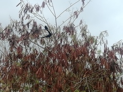Crotophaga sulcirostris