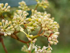 Pomaderris discolor