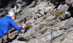 Heuchera hirsutissima