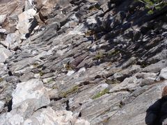 Heuchera hirsutissima