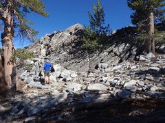 Heuchera hirsutissima