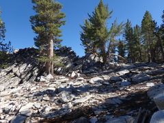 Heuchera hirsutissima