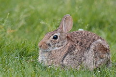 Sylvilagus floridanus