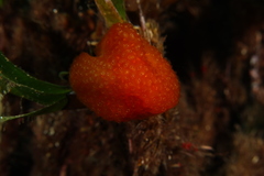 Pseudodistoma cyrnusense
