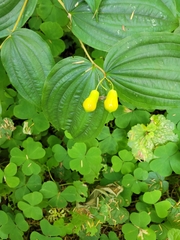 Prosartes smithii