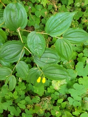 Prosartes smithii