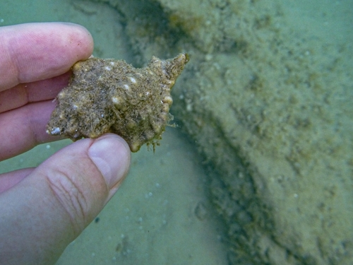 Kvrgavi volak (Hexaplex trunculus)